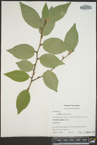 Elaeagnus pungens image