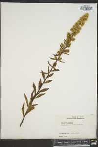 Solidago puberula image