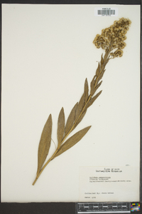 Solidago sempervirens image