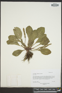 Plantago rugelii image