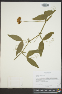 Lathyrus latifolius image