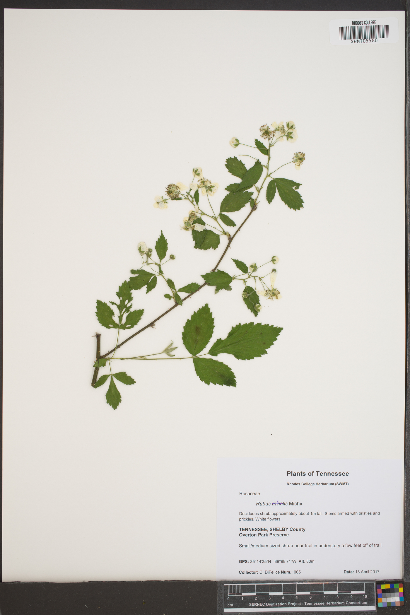 Rubus miscix image