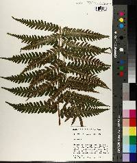 Dryopteris australis image