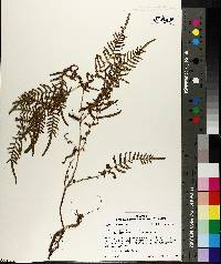 Pteridium esculentum subsp. esculentum image