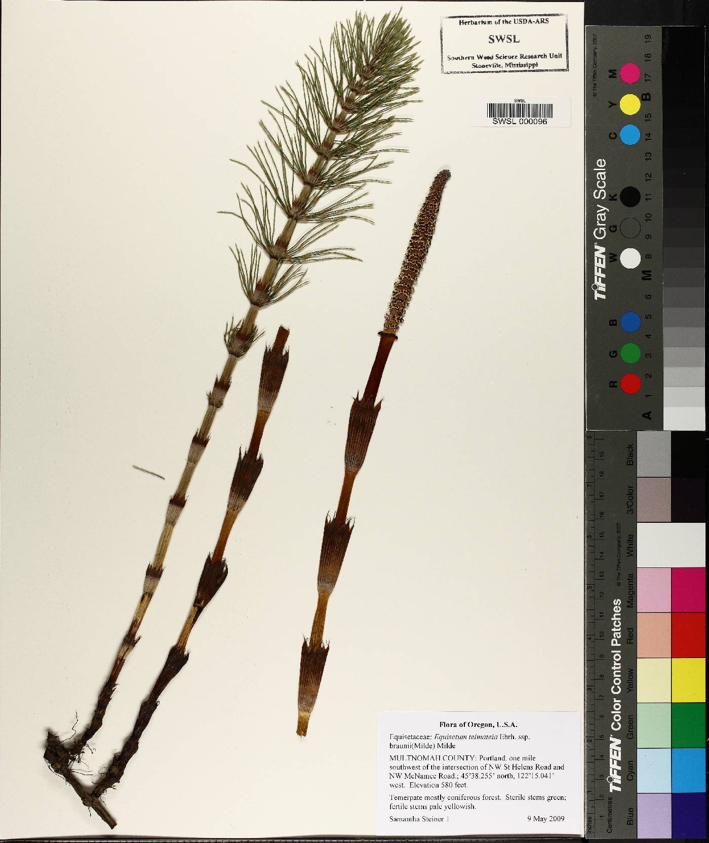 Equisetum braunii image