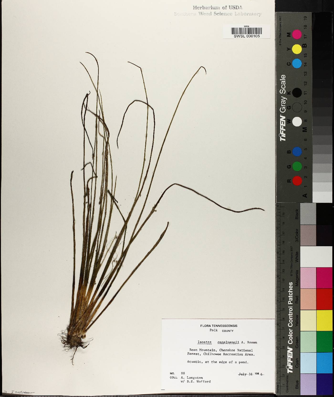 Isoëtes engelmannii image