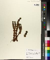 Lycopodium selago image