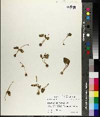 Ophioglossum crotalophoroides image