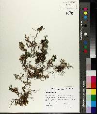 Selaginella watsonii image