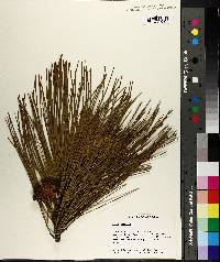 Pinus serotina image