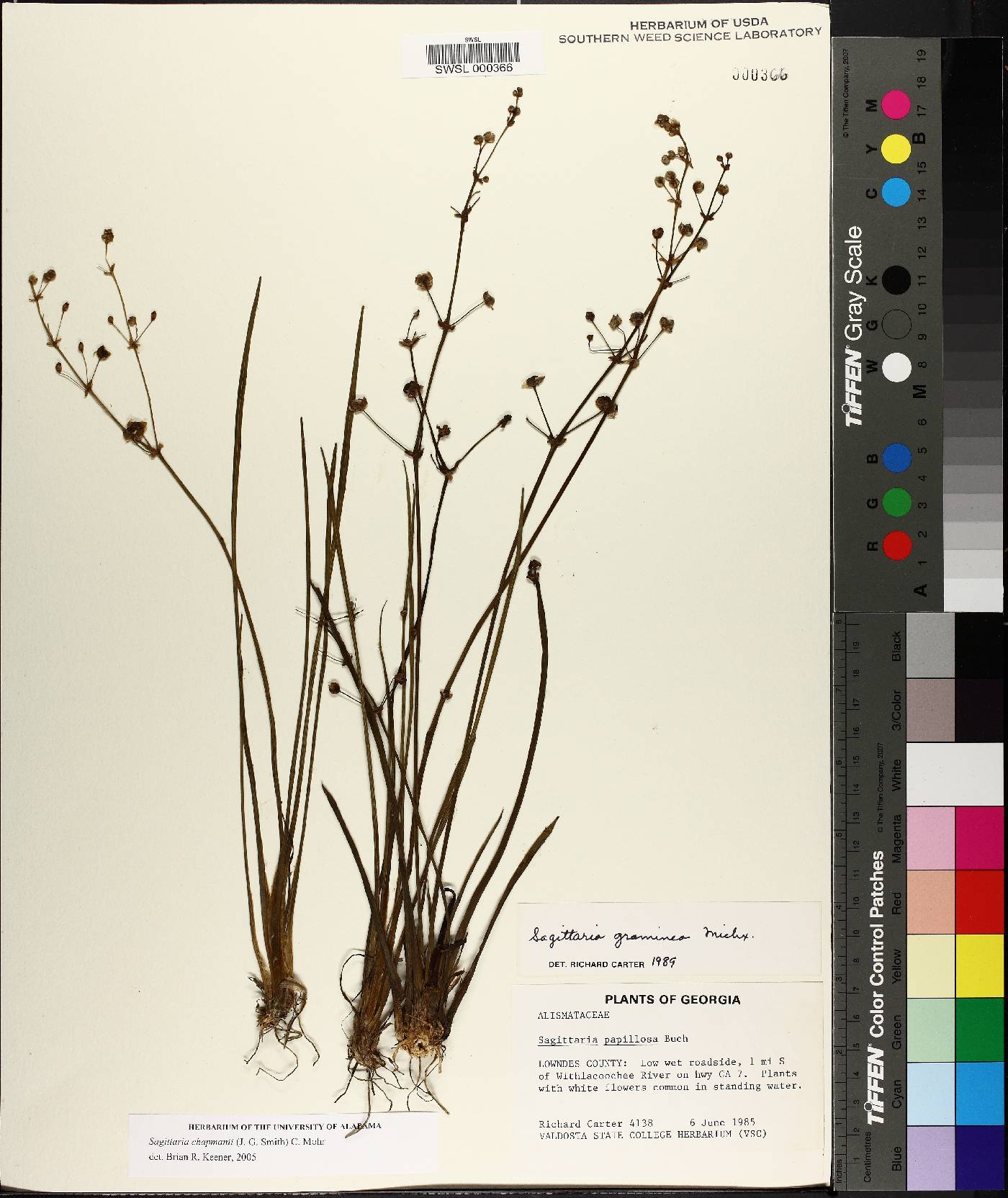 Sagittaria chapmanii image