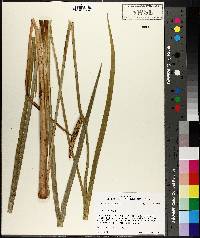 Acorus calamus image