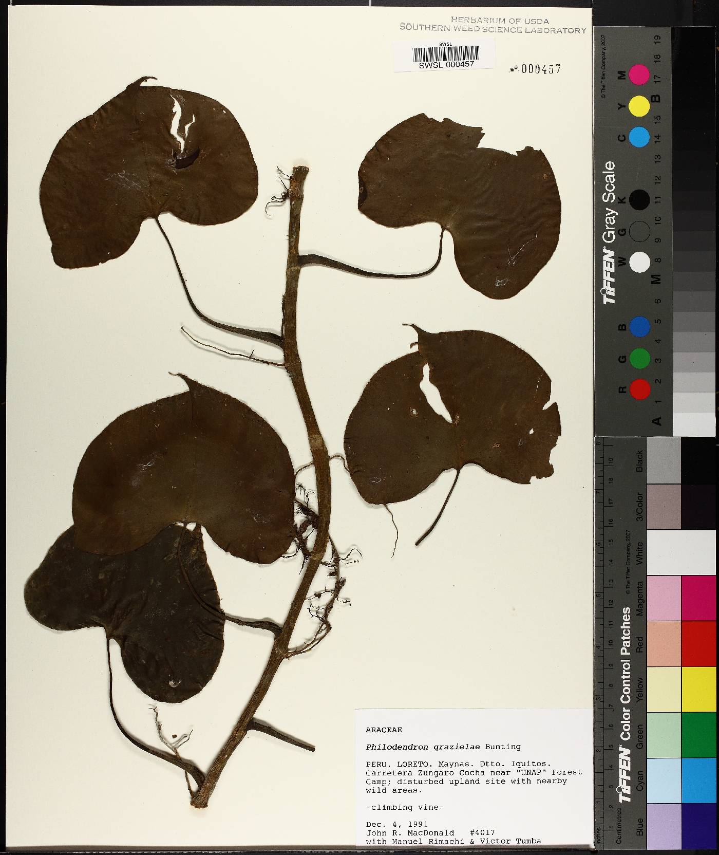 Philodendron grazielae image