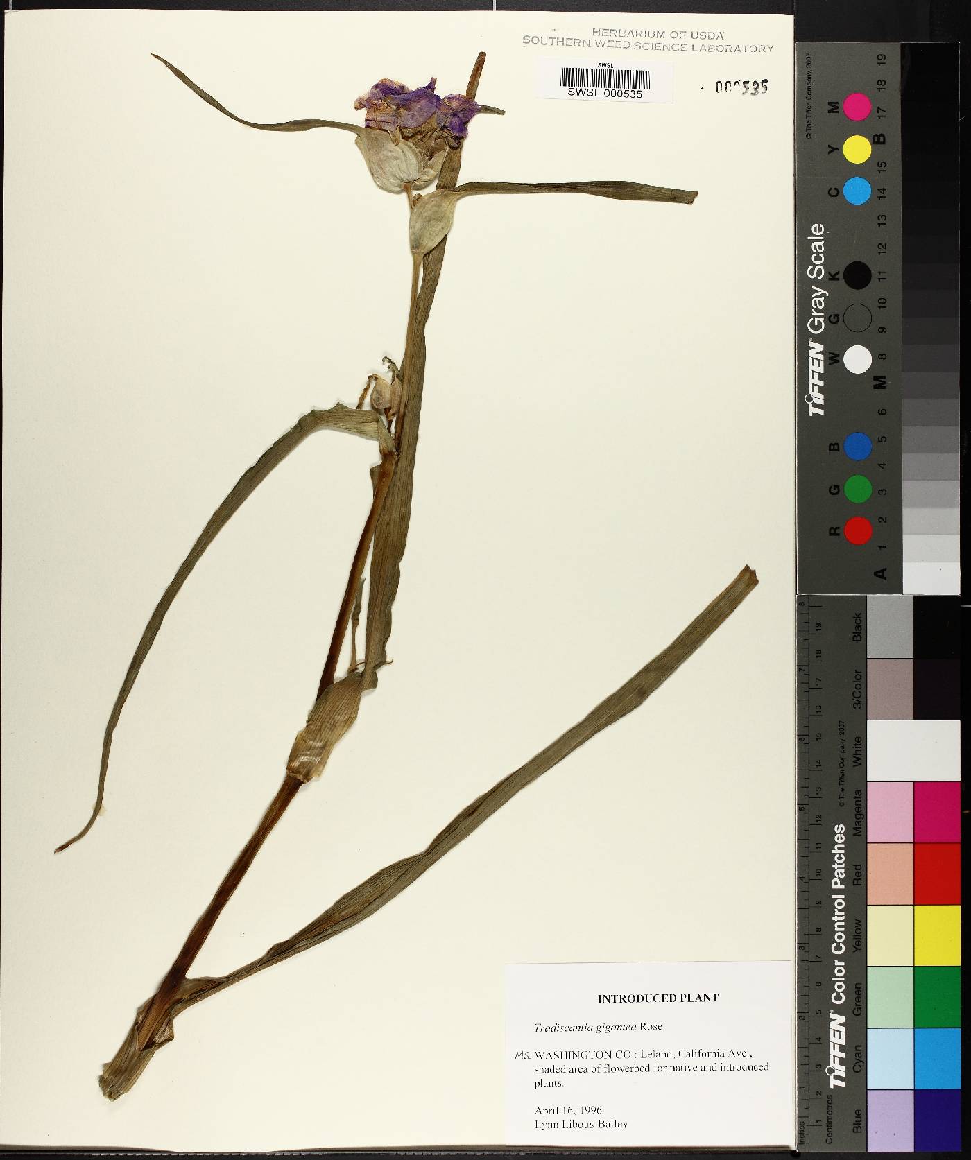 Tradescantia gigantea image