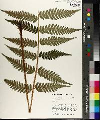 Dryopteris australis image