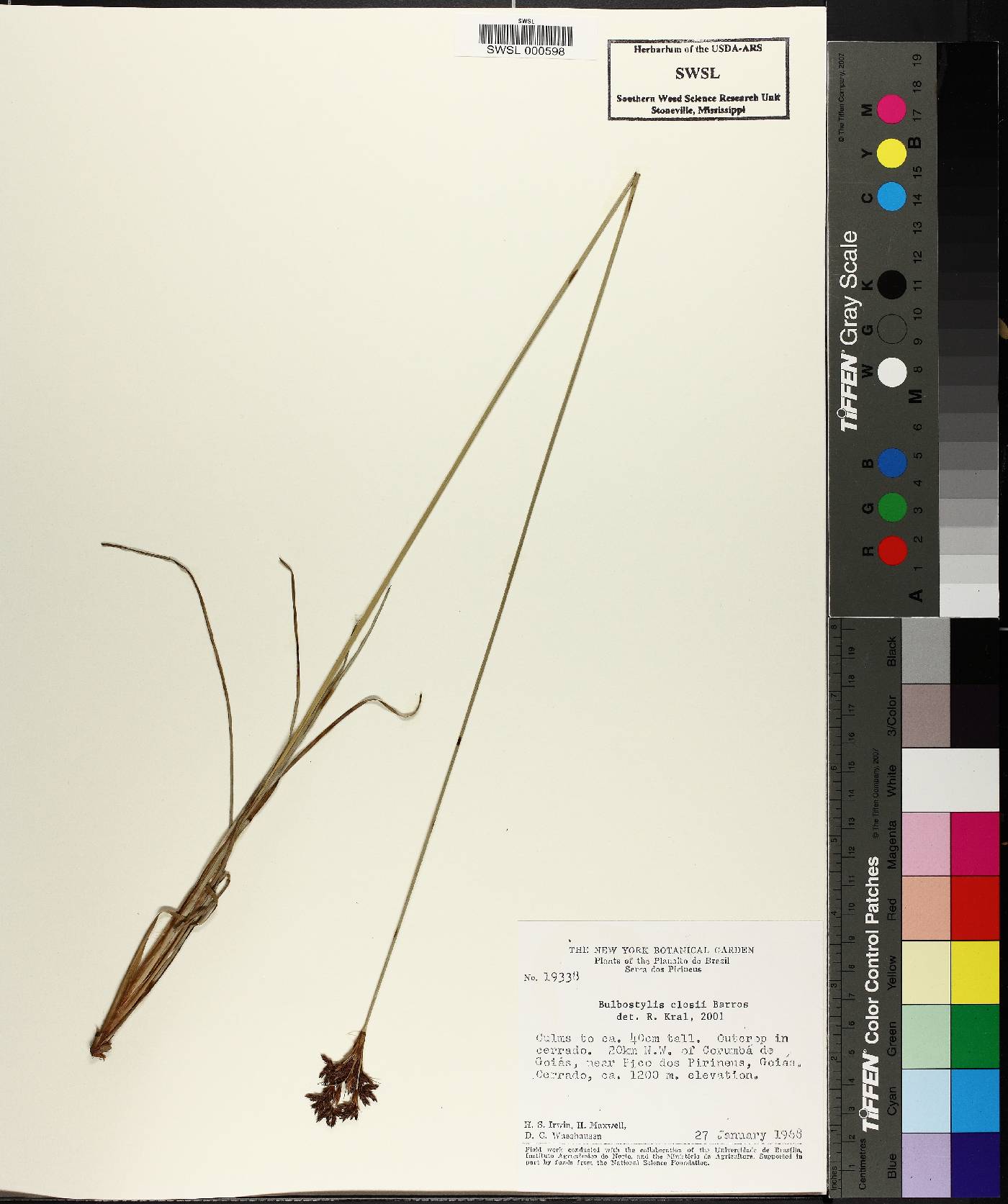 Bulbostylis major image