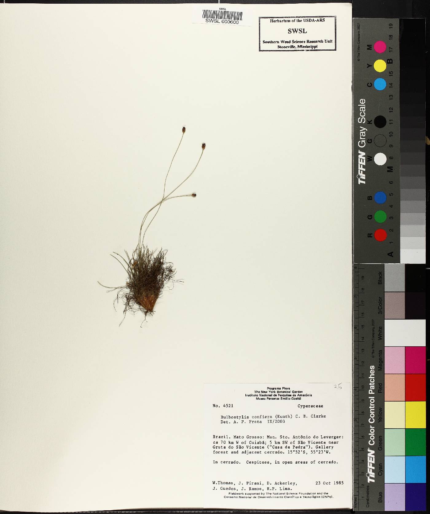 Bulbostylis conifera image