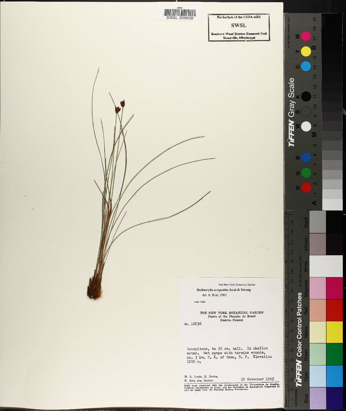 Bulbostylis scirpoides image