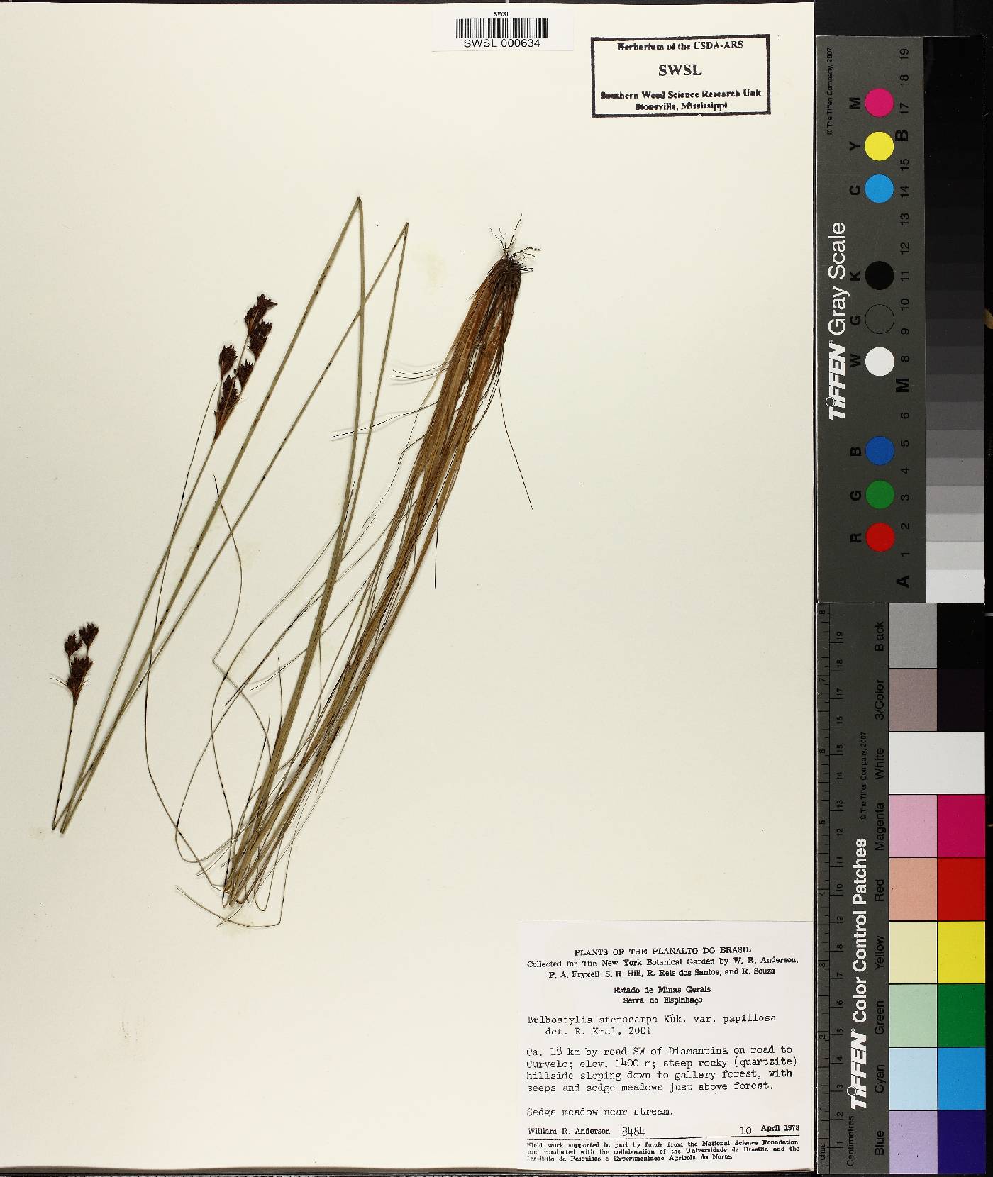 Bulbostylis stenocarpa image
