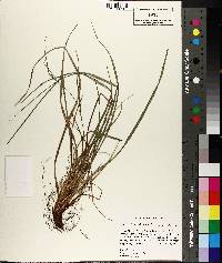 Image of Carex acidicola