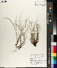 Image of Carex austrodeflexa