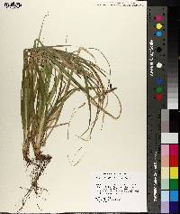 Carex baltzellii image