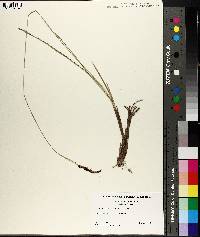 Carex barrattii image