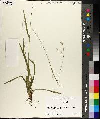 Carex arctata image