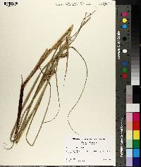 Carex atherodes image