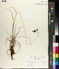 Carex atratiformis image