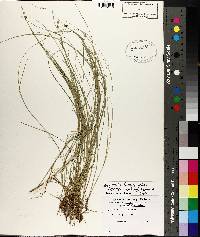 Carex atlantica subsp. capillacea image