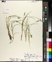 Carex austrina image