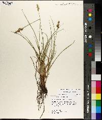 Carex austrina image