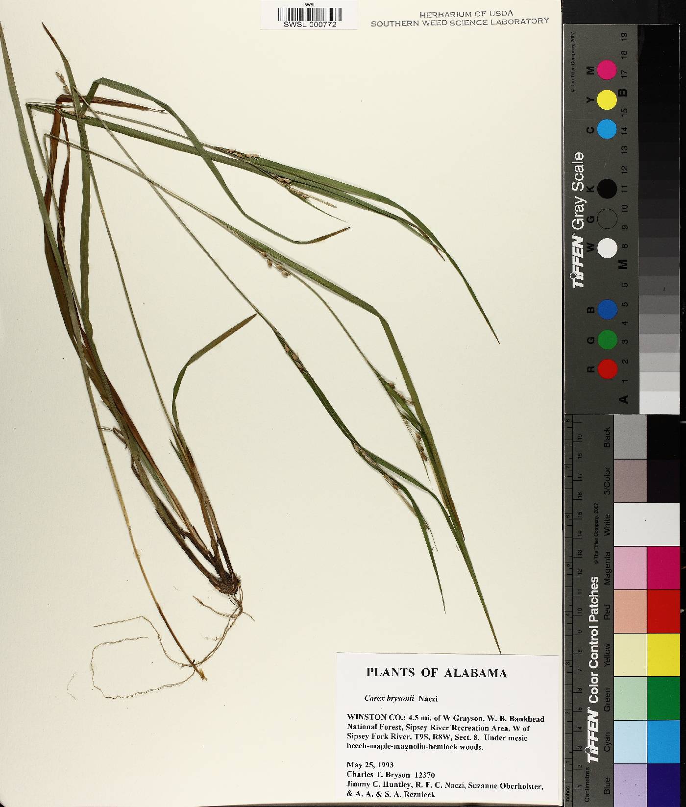 Carex brysonii image