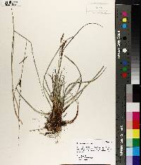 Carex flacca image