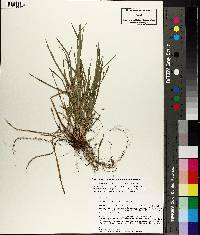 Carex cumberlandensis image