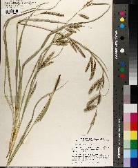 Carex cherokeensis image