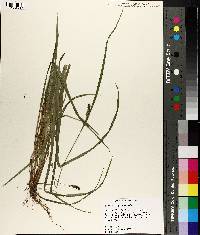 Carex corrugata image