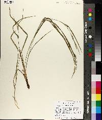 Carex hitchcockiana image