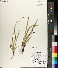 Carex gholsonii image