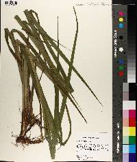 Carex gigantea image