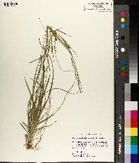 Carex impressinervia image