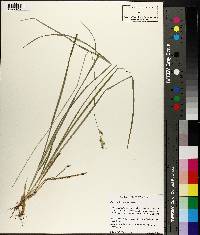 Carex infirminervia image