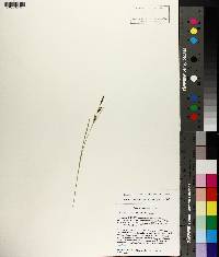 Image of Carex klamathensis