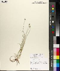 Carex leavenworthii image