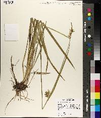 Carex lonchocarpa image