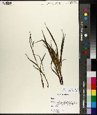 Image of Carex manhartii
