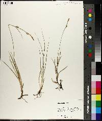 Carex meadii image