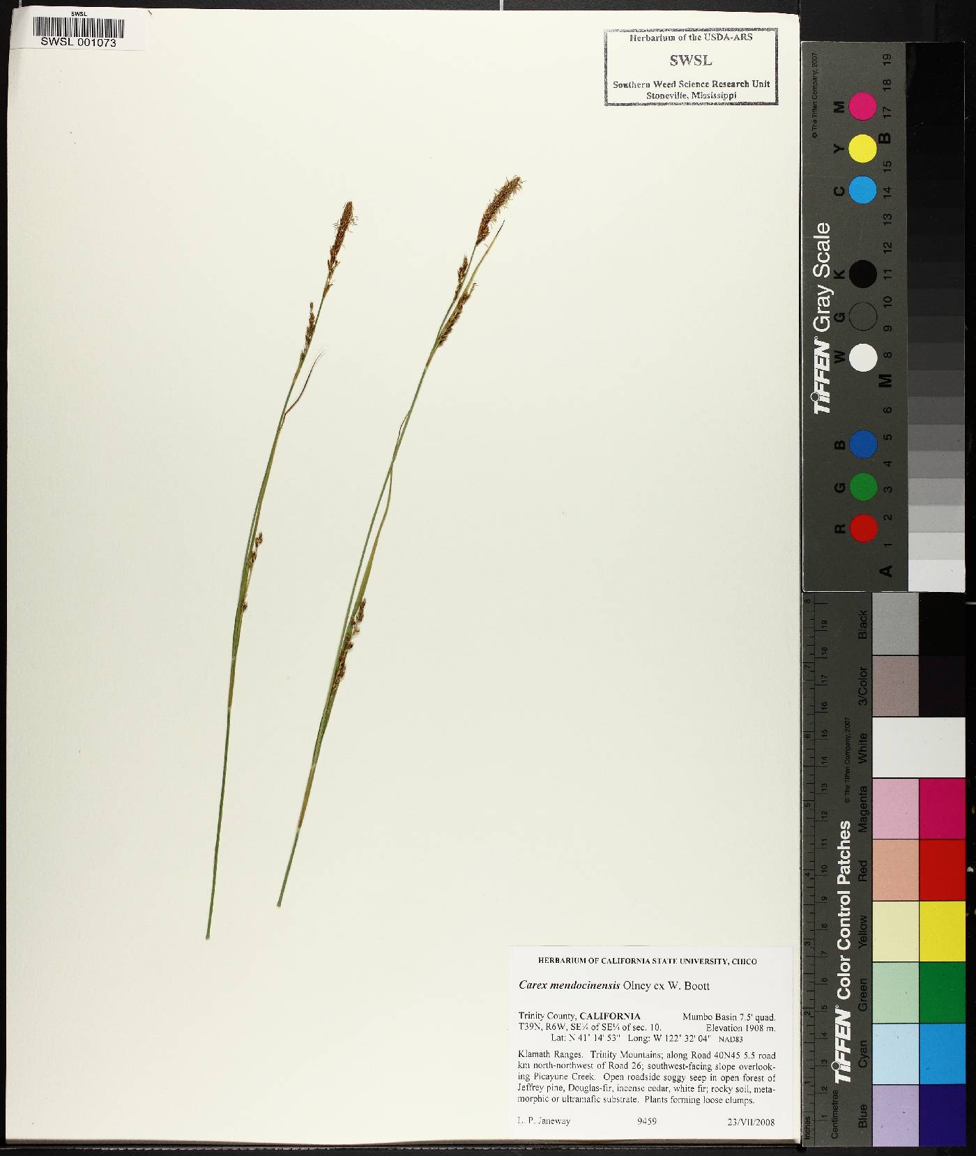 Carex mendocinensis image