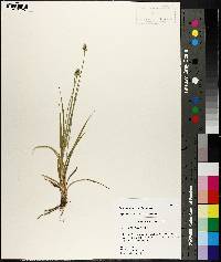 Carex mesochorea image